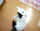 おねだりコナン