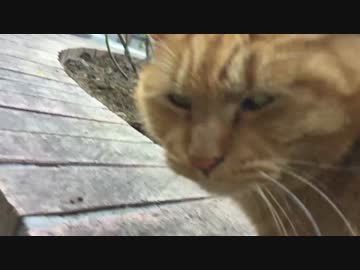 【割と茶番】他猫の空似のずんぐりした茶トラ猫をモフってみた