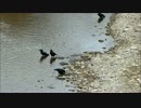 川でハシブトガラスの群れが行水、ハシボソガラスが餌探し