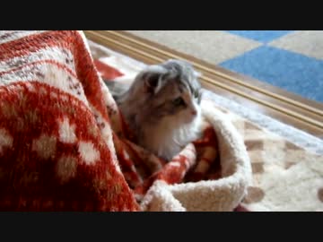 【#324】 幼き頃のバレンタイン　【猫万歳】