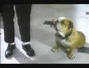 『マネキン』日本語吹き替え版キャスト紹介動画