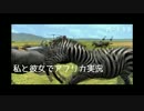 【実況】 シマウマを撮る私と彼女 2人でAFRIKA part 32