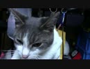 【生後299日】きょうの仔猫【蒼民家の猫々】