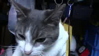 【生後299日】きょうの仔猫【蒼民家の猫々】