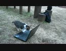 【実験】公園の猫達に猫動画を見せたらどうなるかを試してみた