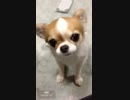 trim.82B5F67F-7621-460B-9D73-87E8D806BB89.MOV