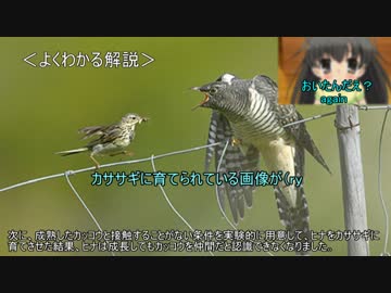 ゆっくり動物雑学「カッコウが交尾の相手を間違えないのは…」