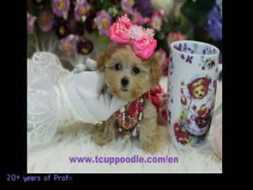 ポケットプードル - Emma.wmv