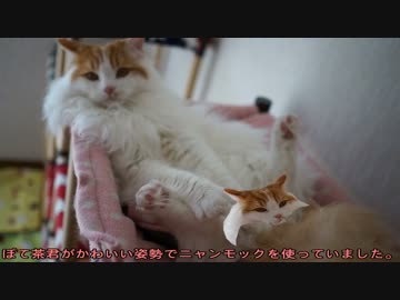 【#325】 くつろぐぽて茶とか　【猫万歳】