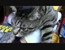 【生後300日】きょうの仔猫【蒼民家の猫々】