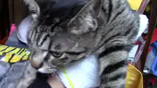 【生後300日】きょうの仔猫【蒼民家の猫々】