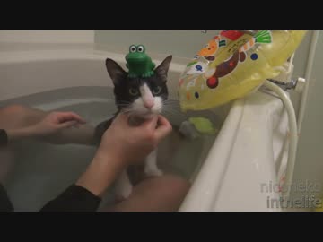 飼い主とのんびりお風呂に入る猫