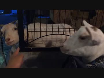 ヤギを連れてヤギカフェに行ってみた～お見合い大作戦！～