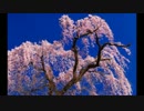 散りゆく桜.wmv