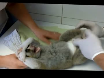 病院で治療を受けるスローロリス