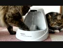 【#326】 没になった給水器　【猫万歳】