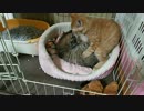 【拾い猫】お互いにもふもふ