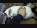 【生後301日】きょうの仔猫【蒼民家の猫々】