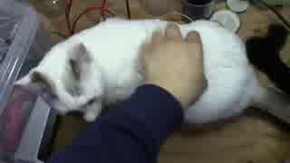 【生後301日】きょうの仔猫【蒼民家の猫々】