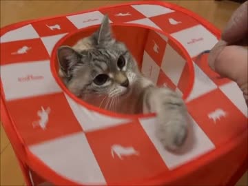 家猫日和　じゃれる５