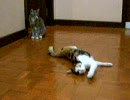 発情期でのたうちまわるちくわとそれを見守るミンキー