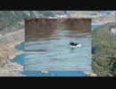 投稿_08.mp4