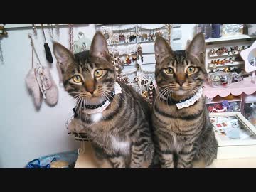 大きくなってきたそっくりの子猫達