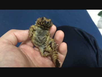 おっさんアルマジロトカゲ