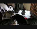 こんしゅうのおやつ【蒼民家の猫々】