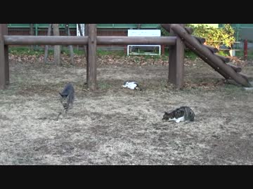 公園の子猫たちのコントな戯れを観察してみた