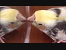 鏡で遊ぶオカメインコ