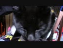 【生後302日】きょうの仔猫【蒼民家の猫々】