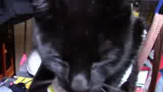 【生後302日】きょうの仔猫【蒼民家の猫々】