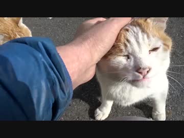 変な顔の茶白猫、二年越しに遂にモフリを許す