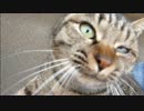 とある田舎の猫事情　～雨上がり、異変発生３～