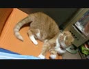 ウチのねこ 1