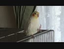 【オカメインコ】チョコボとかクールに練習してみた