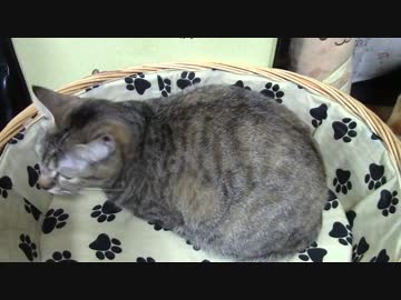 拾いねこ＠生後958/925日目　らうんどわん