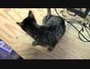【生後303日】きょうの仔猫【蒼民家の猫々】