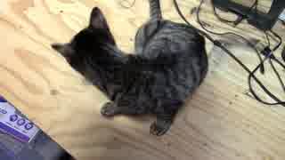 【生後303日】きょうの仔猫【蒼民家の猫々】