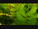 １８０renewalその５　側溝水槽