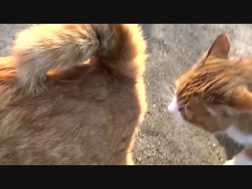 公園の猫に他の猫の肛門の匂いを嗅がせてみた