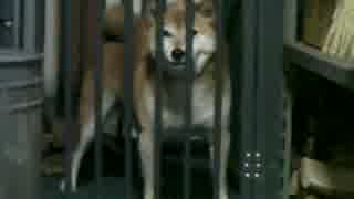 また遊びに来た！　 柴犬ジロー