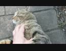 若キジをモフる。