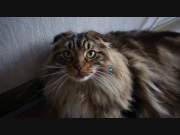 【#328】 呼んでみる　【猫万歳】