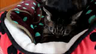 ふみふみ猫ちゃあさん