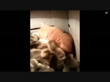 ヒヨコ対子猫