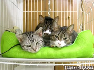 はじめての猫飼い078～猫ベッド～