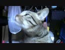 【生後304日】きょうの仔猫【蒼民家の猫々】