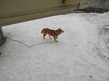 【柴犬】除雪に怯える